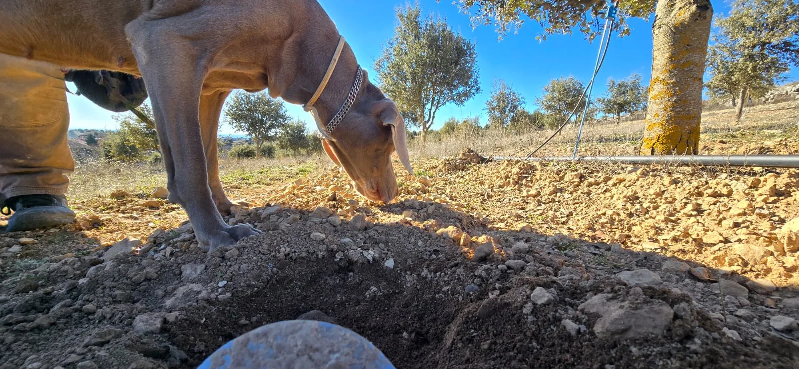 Perro trufero buscando junto a una trufa recién extraída