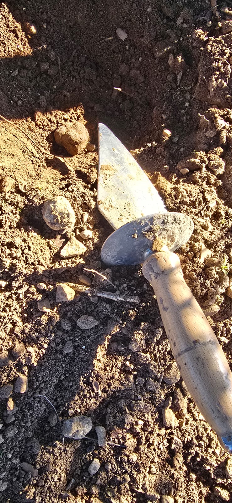 Aceite de trufa negra